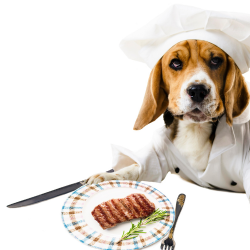 Alimentação saudável para Pets