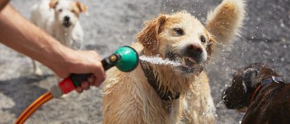 Proteger seu pet do calor excessivo.