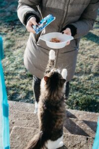 Alimentação saudável para Pets