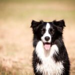 RAÇAS DE CÃES: Border Collie