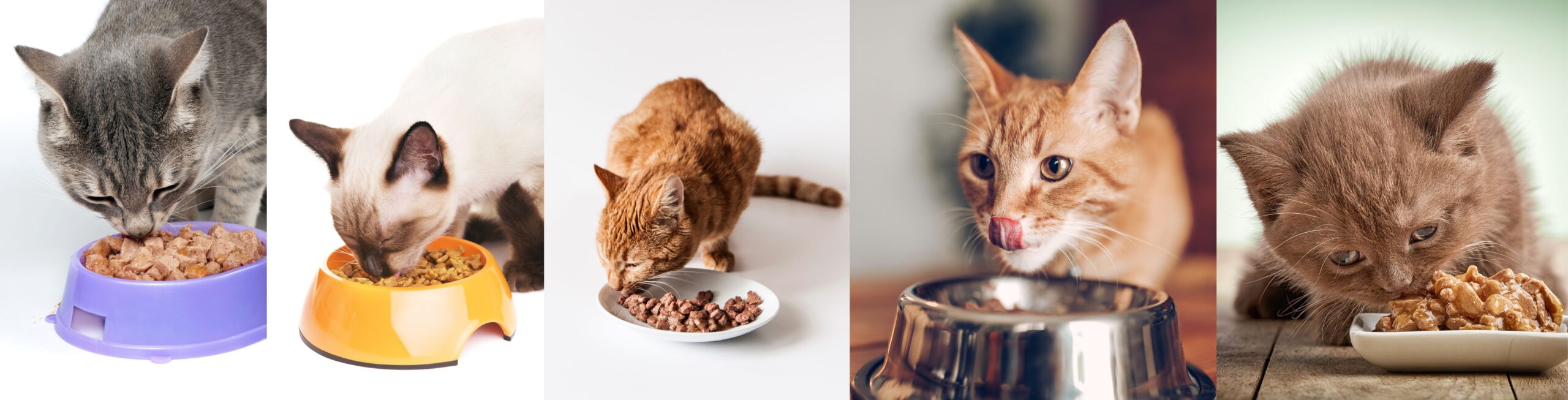 Quais os melhores alimentos para gatos?