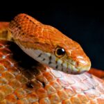 Répteis - Corn Snake