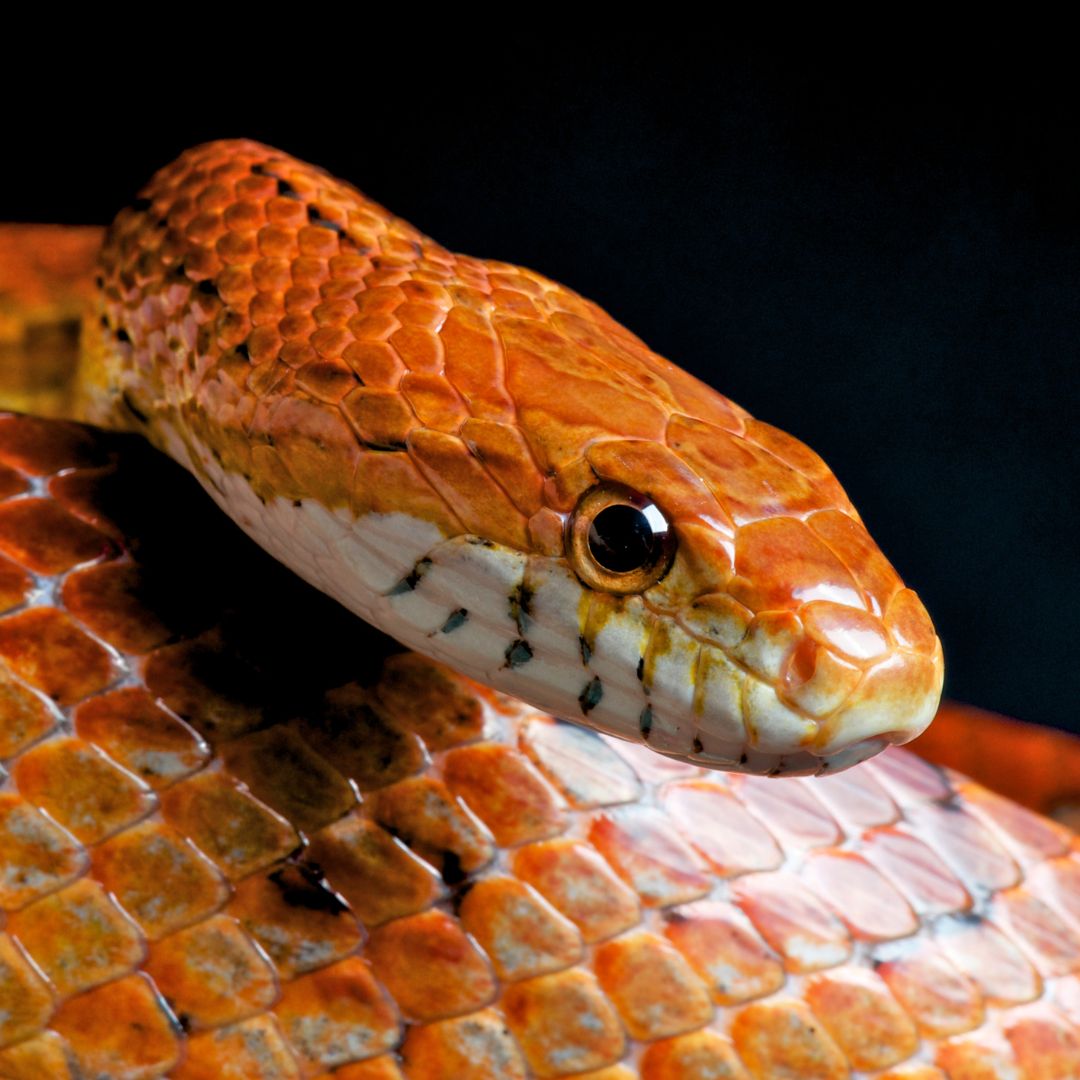 25 ideias de Cobra  belas cobras, cobras, serpente