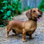 RAÇAS DE CÃES: Dachshund