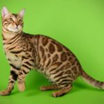 Bengal