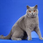 Gatos - British Shorthair