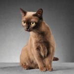 Gatos - Burmese