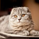 Gatos - Scottish-Fold