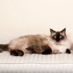 Gatos-Siamese-Himalayan