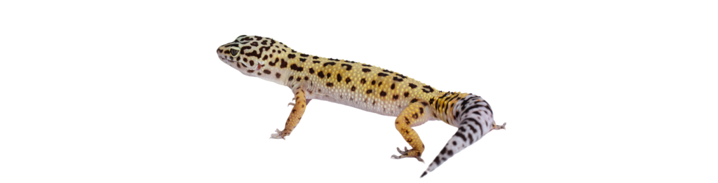 Gecko-Leopardo: o réptil exótico 