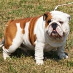 RAÇAS DE CÃES: Buldogue Inglês