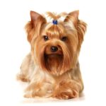 RAÇAS DE CÃES: Yorkshire Terrier