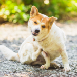 Sinais de alerta nos cães