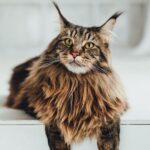 Gatos Maine-Coon