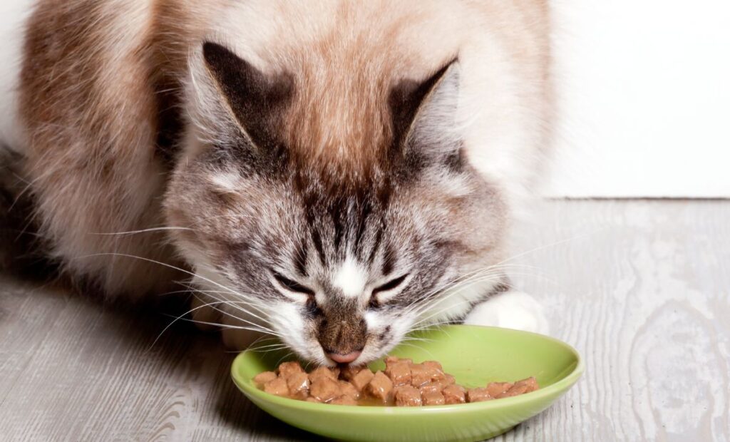 Doença celíaca em gatos