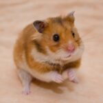 hamster